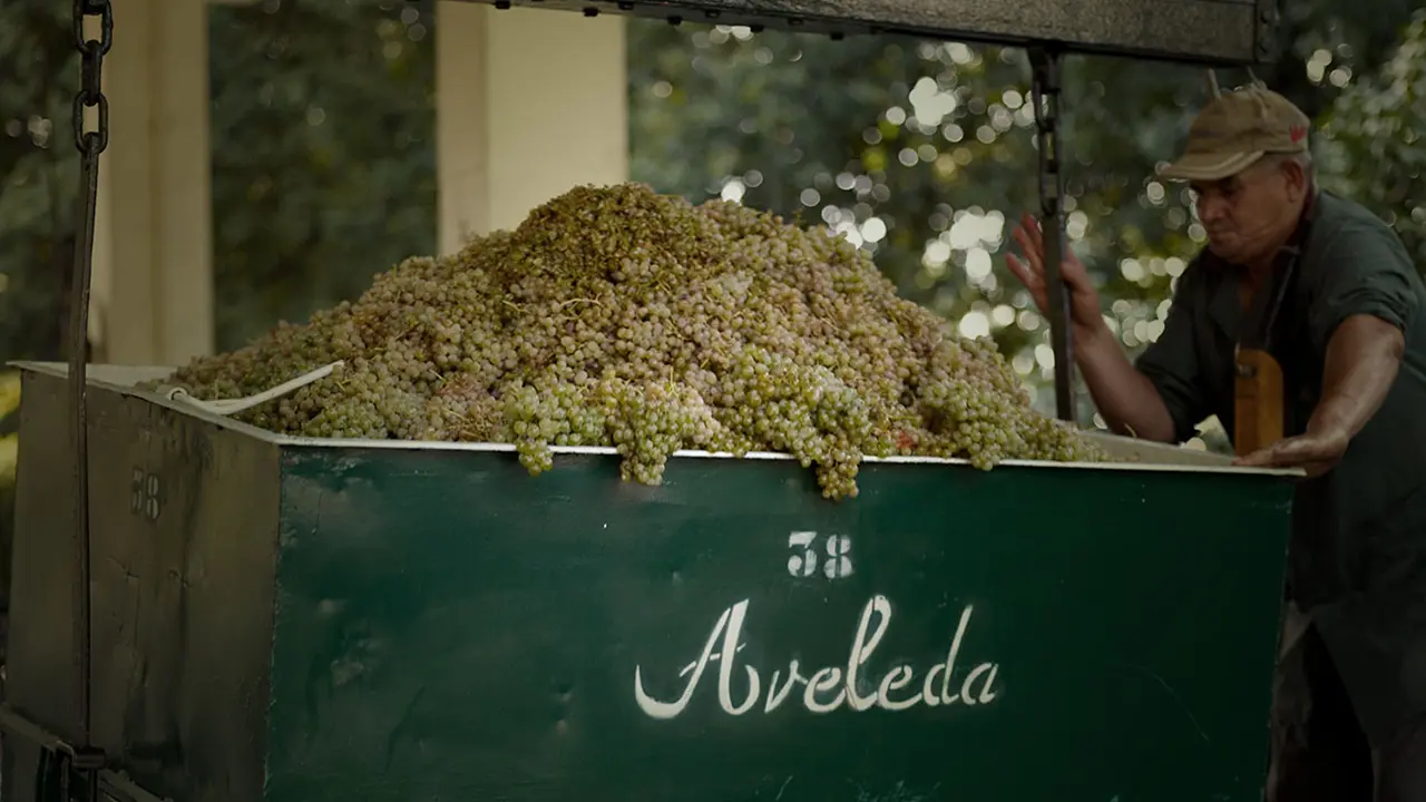 Aveleda Wine Grapes