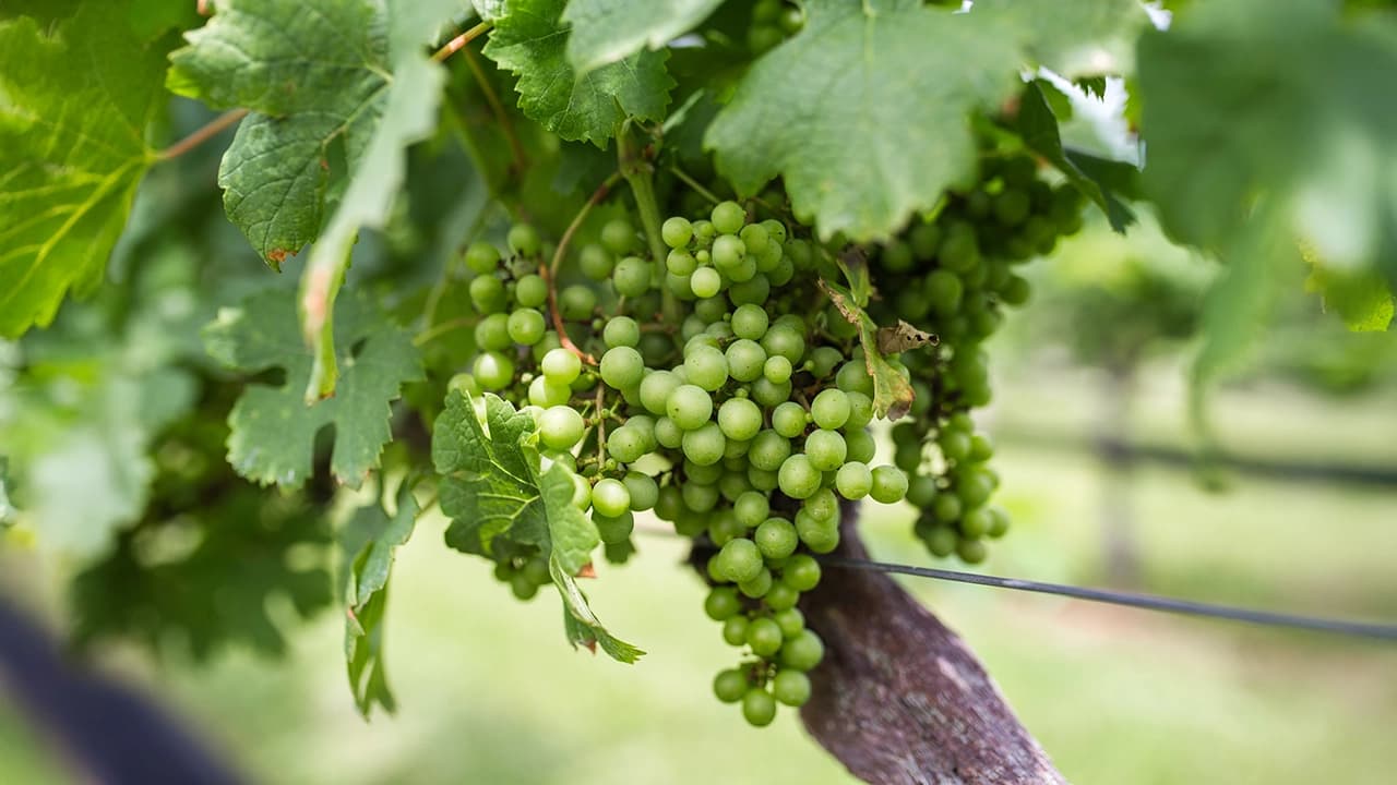 New Kent Winery Vineyard
