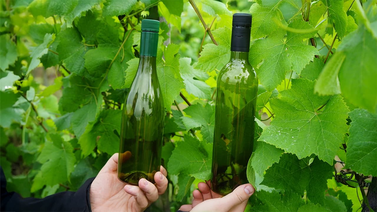 Weinhof 519 Plastic Wine Bottles in Hands